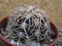 Gymnocalycium spegazzinii punillaense Tom 06-81/1 El Obelisco, pot 6,5 cm - 12400087