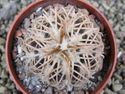 Gymnocalycium spegazzinii punillaense Tom 06-81/1 El Obelisco, pot 6,5 cm - 12400088