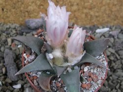 Ariocarpus confusus LH 471 La Escondida, NL pot 7 cm Cites IA