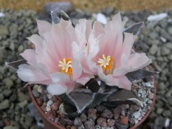 Ariocarpus confusus La Escondida, NL pot 6,5 cm Cites IA