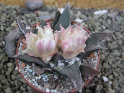 Ariocarpus confusus La Escondida, NL pot 6,5 cm Cites IA