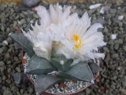 Ariocarpus retusus, pot 6,5 cm cites IA - 12400109