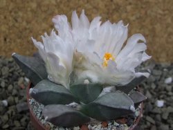 Ariocarpus retusus, pot 6,5 cm cites IA