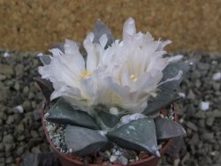 Ariocarpus retusus, pot 6,5 cm cites IA - 12400111