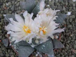 Ariocarpus retusus, pot 6,5 cm cites IA - 12400112