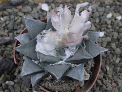 Ariocarpus retusus, pot 5,5 cm cites IA