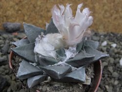 Ariocarpus retusus, pot 5,5 cm cites IA - 12400114