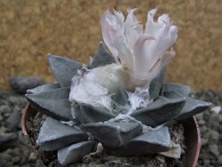 Ariocarpus retusus, pot 5,5 cm cites IA - 12400115