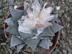 Ariocarpus retusus, pot 5,5 cm cites IA - 12400116