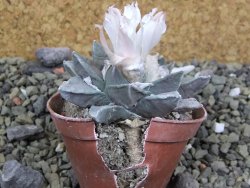 Ariocarpus retusus, pot 5,5 cm cites IA - 12400117