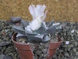 Ariocarpus retusus, pot 5,5 cm cites IA - 12400118