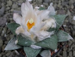 Ariocarpus retusus Huizache, pot 6,5 cm cites IA