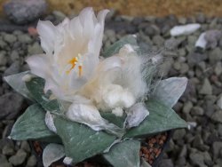 Ariocarpus retusus Huizache, pot 6,5 cm cites IA - 12400122