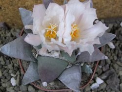 Ariocarpus retusus pot 8,5 cm cites IA