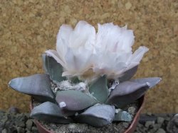 Ariocarpus retusus pot 8,5 cm cites IA - 12400125