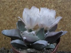 Ariocarpus retusus pot 8,5 cm cites IA - 12400126