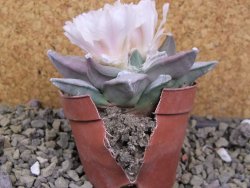 Ariocarpus retusus pot 8,5 cm cites IA - 12400127