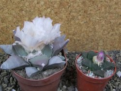 Ariocarpus retusus pot 8,5 cm cites IA - 12400128