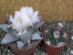 Ariocarpus retusus pot 8,5 cm cites IA - 12400129