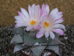 Ariocarpus furfuraceus La Ascension pot 8,5 cm cites IA