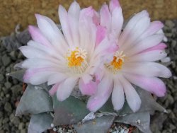 Ariocarpus furfuraceus La Ascension pot 8,5 cm cites IA - 12400131