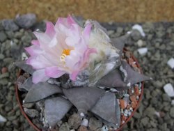 Ariocarpus furfuraceus La Ascension pot 8,5 cm cites IA