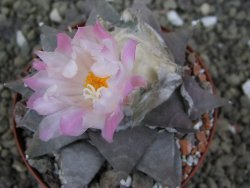 Ariocarpus furfuraceus La Ascension pot 8,5 cm cites IA - 12400142