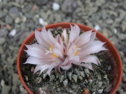 Ariocarpus kotschoubeyanus albiflorus Tula pot 5,5 cm