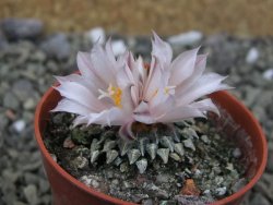 Ariocarpus kotschoubeyanus albiflorus Tula pot 5,5 cm - 12400151