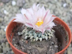 Ariocarpus kotschoubeyanus albiflorus Tula pot 5,5 cm - 12400155