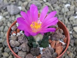 Ariocarpus scapharostrus Rayones, pot 5,5 cm