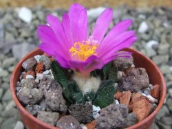 Ariocarpus scapharostrus Rayones, pot 5,5 cm - 12400157