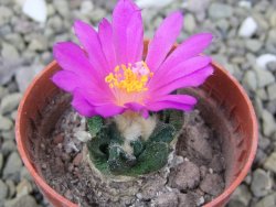 Ariocarpus scapharostrus Rayones, pot 5,5 cm - 12400159