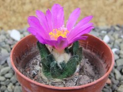 Ariocarpus scapharostrus Rayones, pot 5,5 cm - 12400160