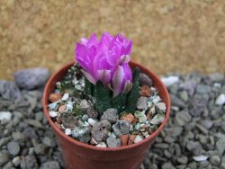 Ariocarpus scapharostrus Rayones, pot 5,5 cm