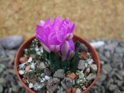 Ariocarpus scapharostrus Rayones, pot 5,5 cm - 12400162