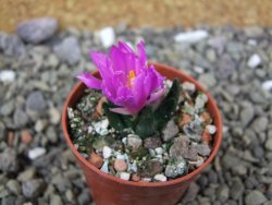 Ariocarpus scapharostrus Rayones, pot 5,5 cm - 12400163