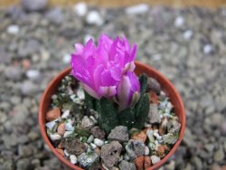 Ariocarpus scapharostrus Rayones, pot 5,5 cm - 12400164