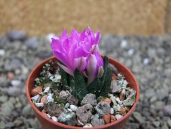 Ariocarpus scapharostrus Rayones, pot 5,5 cm - 12400165