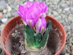 Ariocarpus scapharostrus Rayones, pot 5,5 cm - 12400166