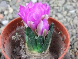 Ariocarpus scapharostrus Rayones, pot 5,5 cm - 12400167