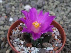 Ariocarpus scapharostrus Rayones, pot 5,5 cm