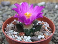 Ariocarpus scapharostrus Rayones, pot 5,5 cm - 12400170