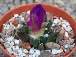 Ariocarpus scapharostrus Rayones, pot 5,5 cm - 12400171