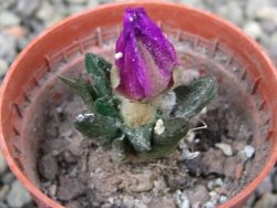 Ariocarpus scapharostrus Rayones, pot 5,5 cm - 12400172