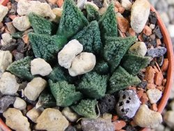 Ariocarpus fissuratus hintonii Matehuala pot 5,5 cm Cites IA