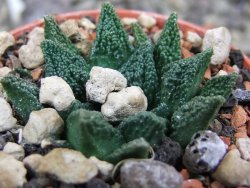 Ariocarpus fissuratus hintonii Matehuala pot 5,5 cm Cites IA - 12400180