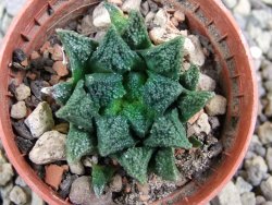 Ariocarpus fissuratus hintonii Matehuala pot 5,5 cm Cites IA - 12400181