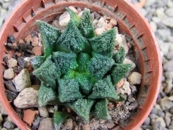 Ariocarpus fissuratus hintonii Matehuala pot 5,5 cm Cites IA - 12400182