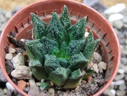 Ariocarpus fissuratus hintonii Matehuala pot 5,5 cm Cites IA - 12400183